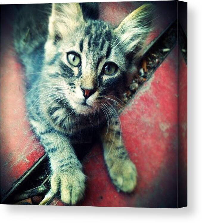 Petstagram Canvas Print featuring the photograph Little Intrepid Cat! :) by Emanuela Carratoni