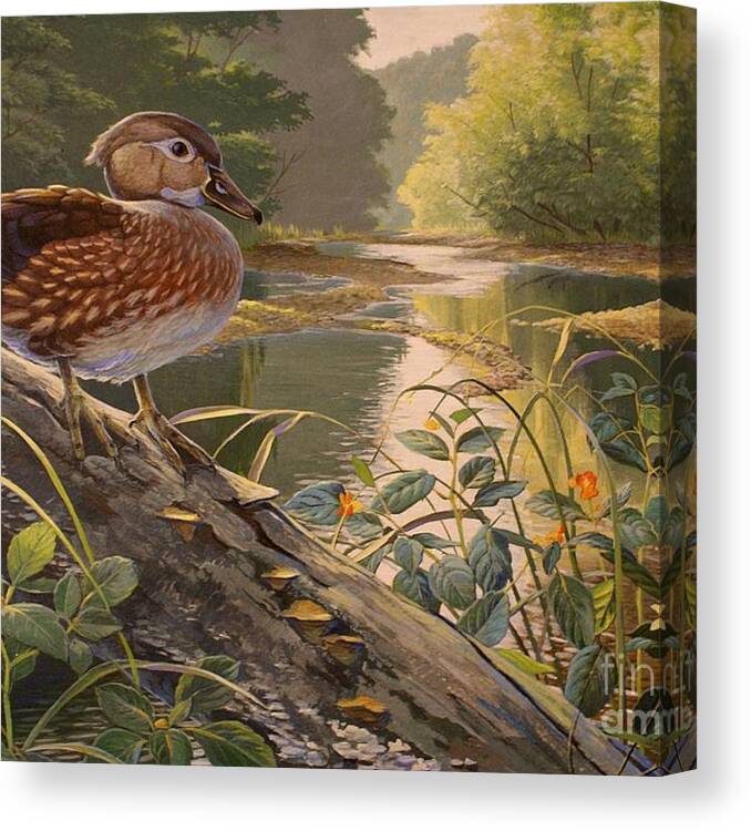 Nature Canvas Print featuring the painting Little Lady - Wood Duck Hen and Jewel Weed by Susan A walton