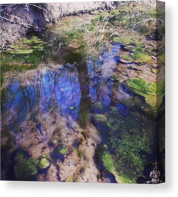  Canvas Print featuring the photograph Little Tidal Pool Off The Creek by Macy Cook