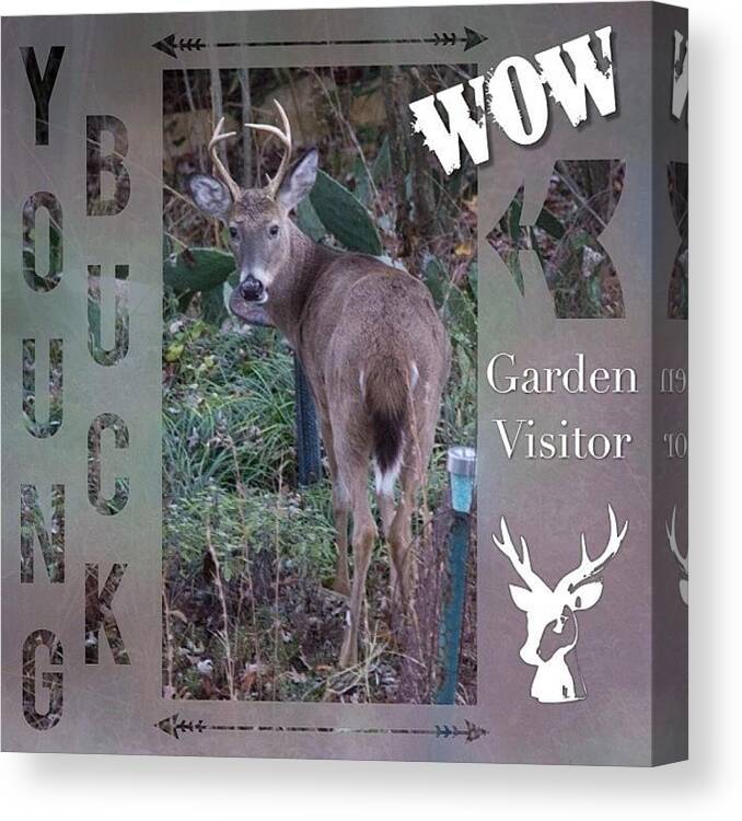 Antlers Canvas Print featuring the photograph Look Who Showed Up In Our Yard by Teresa Mucha