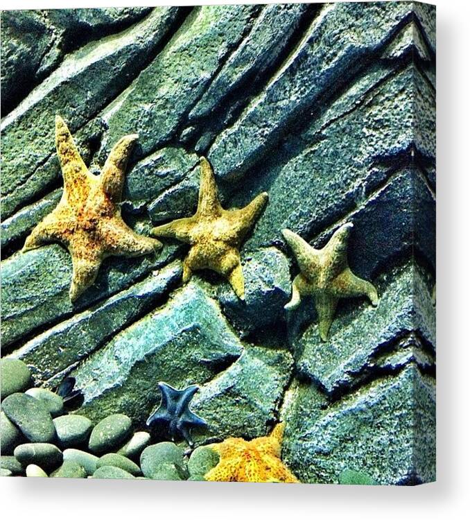  Canvas Print featuring the photograph Lookin Like A Star Fish When You See Me by Walied A