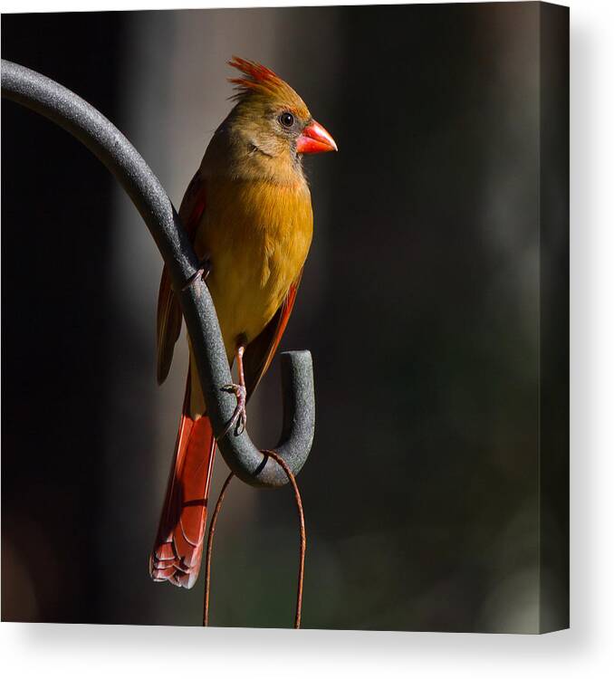 Female Cardinal Canvas Print featuring the photograph Looking For My Man Bird by Robert L Jackson