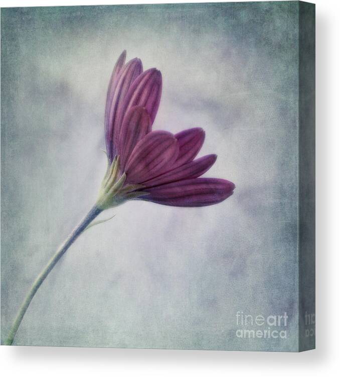 Daisy Canvas Print featuring the photograph Looking For You by Priska Wettstein