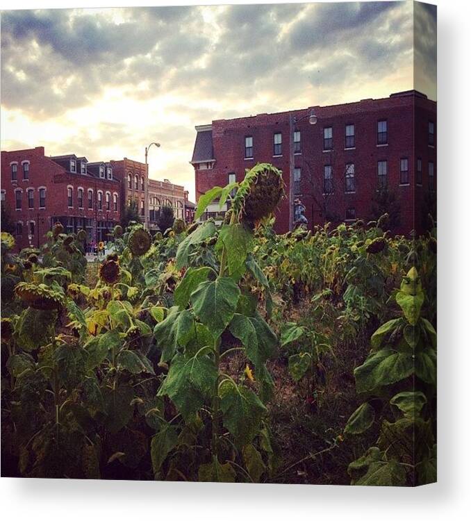 Sunflowers Canvas Print featuring the photograph Crown Square Sunflowers by Rebecca Eilering