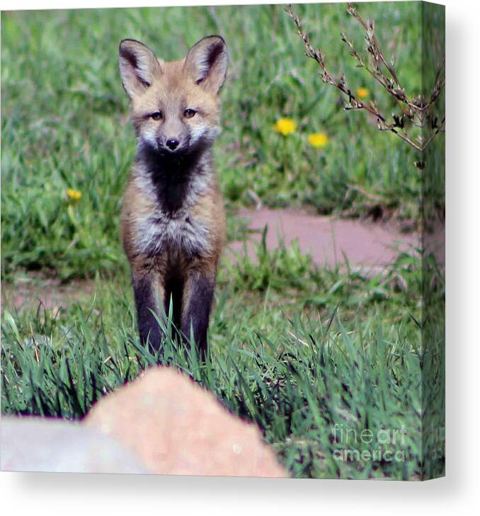 Baby Fox Canvas Print featuring the photograph Take Me Home by Fiona Kennard