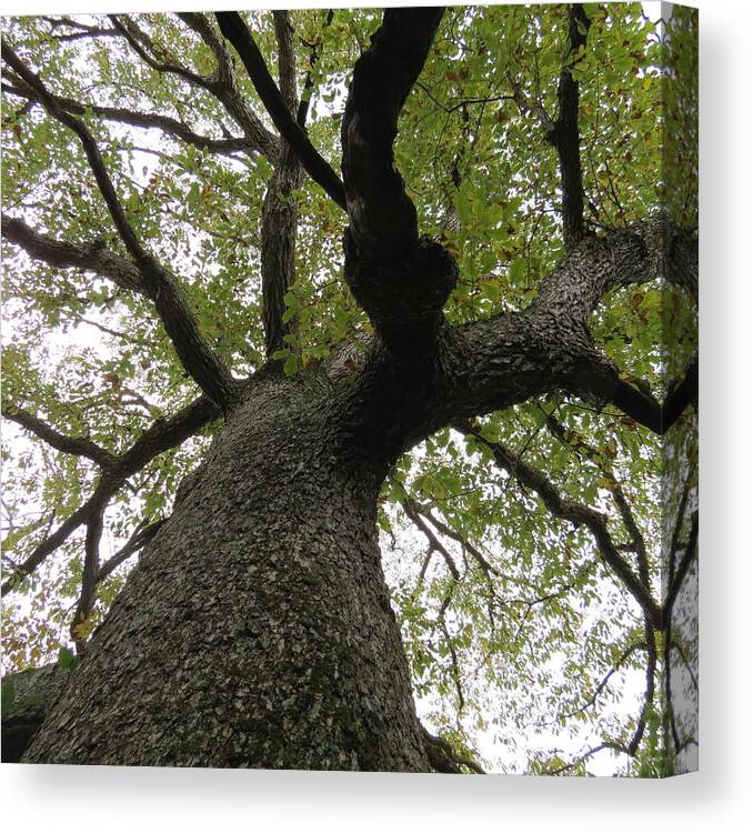 Tree Canvas Print featuring the photograph Looking Up a Tree by Eric Switzer