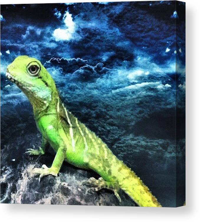 Sloth Canvas Print featuring the photograph Lounge Lizard  by John Williams