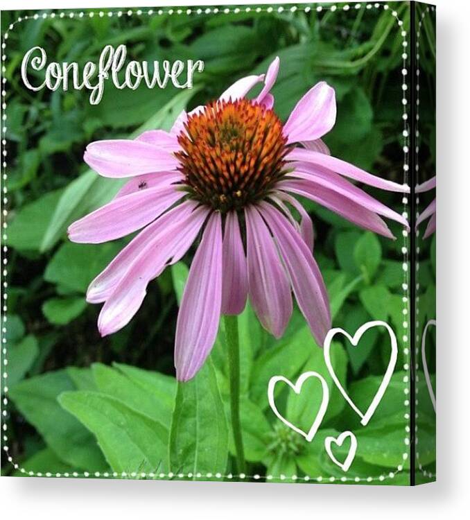 Flower Canvas Print featuring the photograph Love Mixing Up Apps. #abeautifulmess by Teresa Mucha
