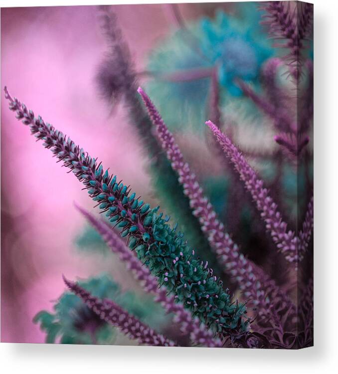 Wildlfowers Canvas Print featuring the photograph Lupine on Parade by Bonnie Bruno