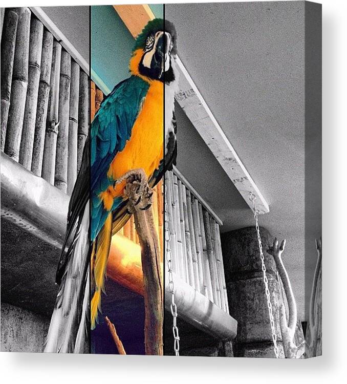 Beautiful Canvas Print featuring the photograph Macaw Parrot 💛 by Eunice De Moraes