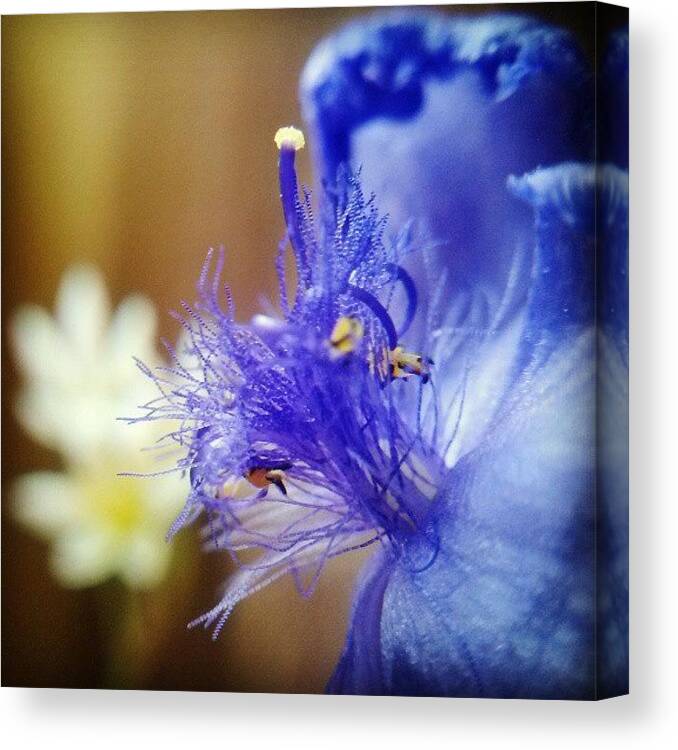Macro Canvas Print featuring the photograph #macro Of Some Flower/weed That Dyed My by Beth Paulsen