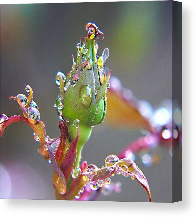 All_shots Canvas Print featuring the photograph #macro #water #dropsofwater #nature by Mark Jackson
