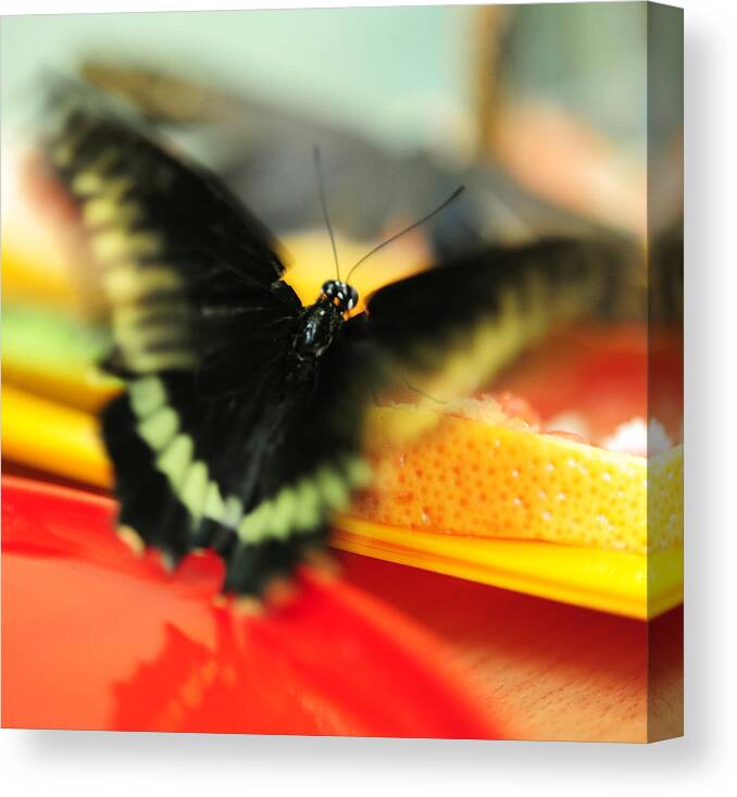 Butterfly Canvas Print featuring the photograph Madame Butterfly. Impressionism by Jenny Rainbow