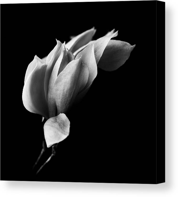 Black And White Canvas Print featuring the photograph Magnolia by Mayumi Yoshimaru