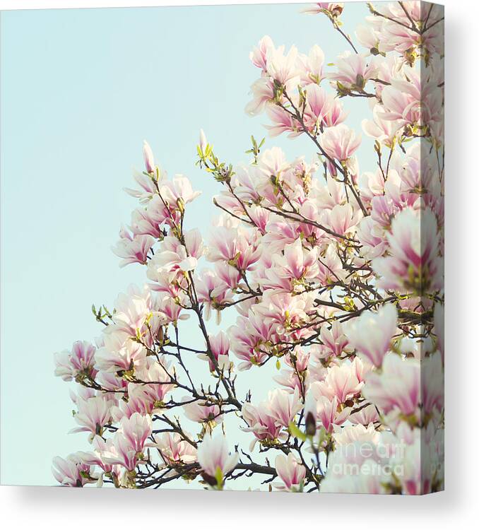 Magnolia Canvas Print featuring the photograph Magnolias by Sylvia Cook