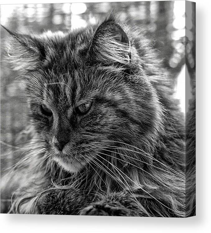 Icanimals Canvas Print featuring the photograph Maine Coon Black Torby Classic Portrait by Manuela Kohl