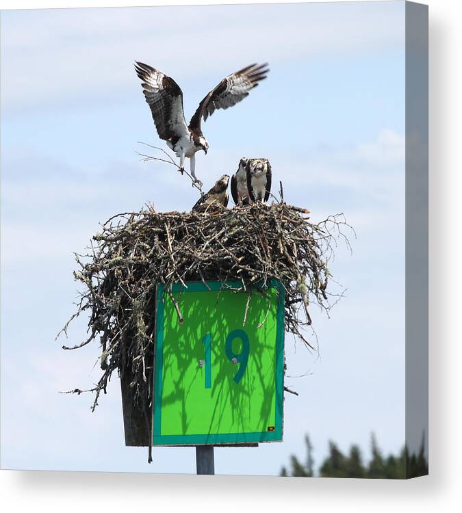 Atlantic Canvas Print featuring the photograph Maine Osprey Comes Home To Roast by Downeast Yacht Shots- Ted Fisher Photography