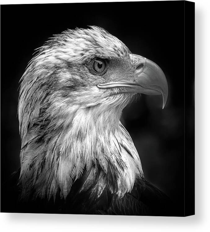 Eagle Canvas Print featuring the photograph Majestic by Peter Pfeiffer