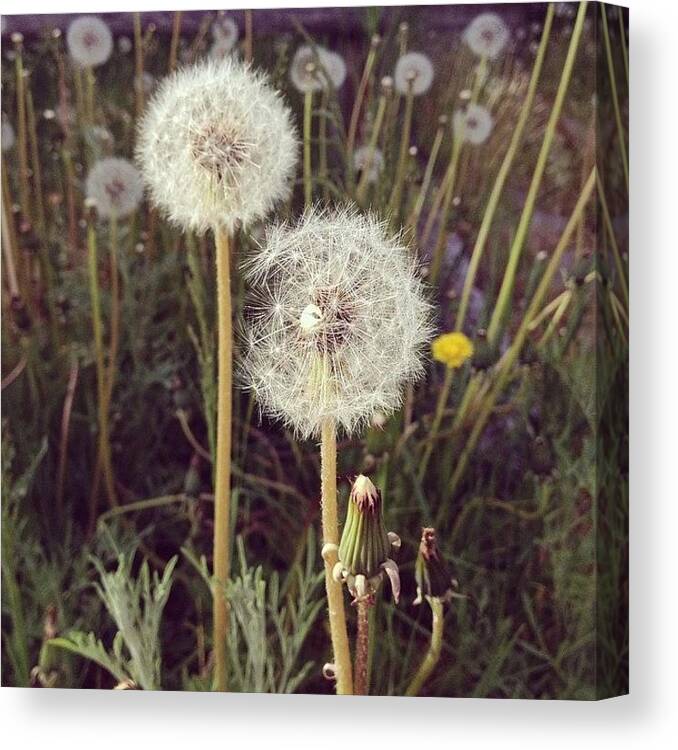Dandelions Canvas Print featuring the photograph Make A Wish by Sarah Mathews