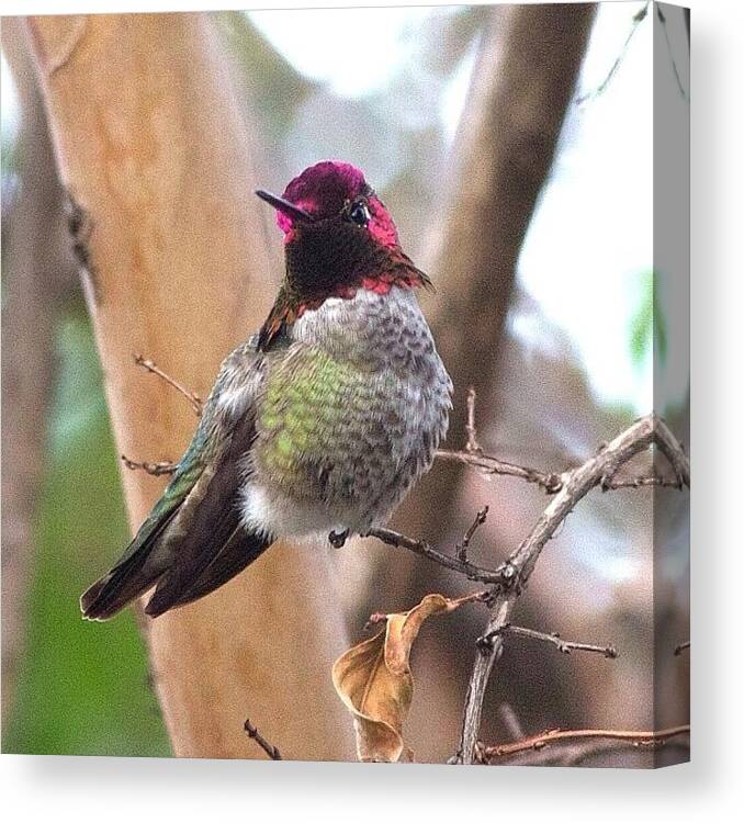 Instanaturelover Canvas Print featuring the photograph Male Anna's Hummingbird On The Alert by Patty Warwick