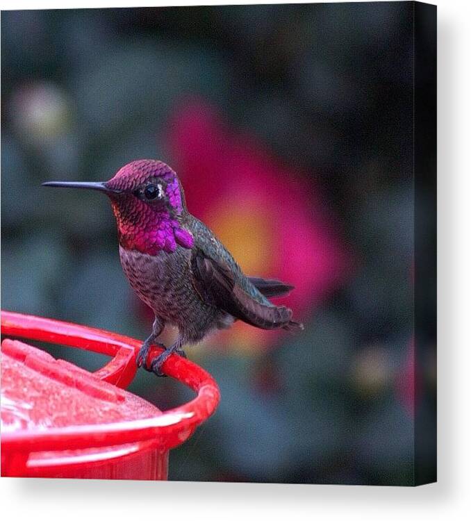 Instanaturelover Canvas Print featuring the photograph Male Anna's Tonight. #ig_nature by Patty Warwick