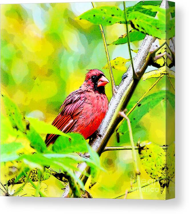 Male Cardinal Canvas Print featuring the photograph Male Cardinal - Artsy by Kerri Farley