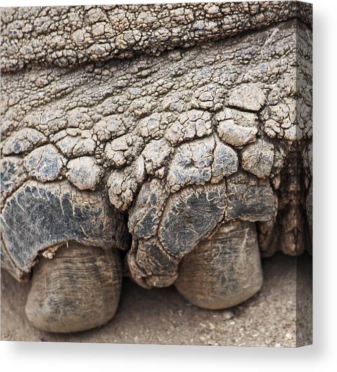 Tortiose Canvas Print featuring the photograph Mani/pedi Day Coming Soon #zoo #animals by Craig Price