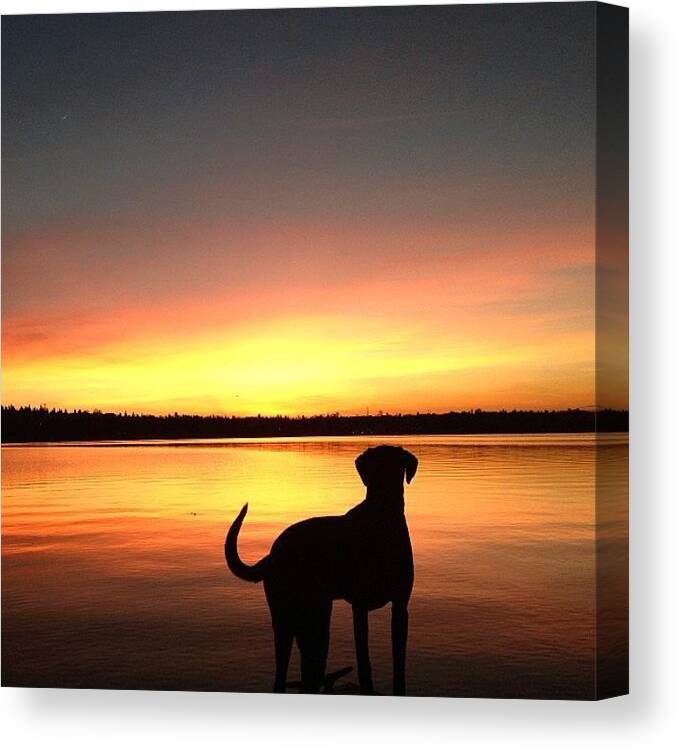Sunset Canvas Print featuring the photograph Man's Best Friend by Chris Gove