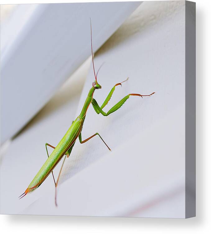 Praying Canvas Print featuring the photograph Mantis by Rick Mosher