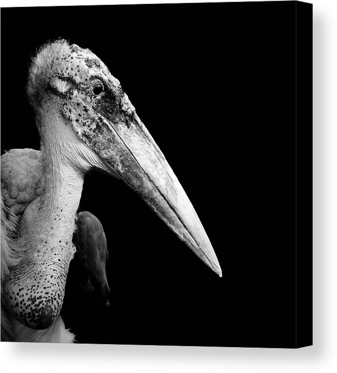 Marabou Stork Canvas Print featuring the photograph Portrait of Marabou Stork in black and white by Lukas Holas