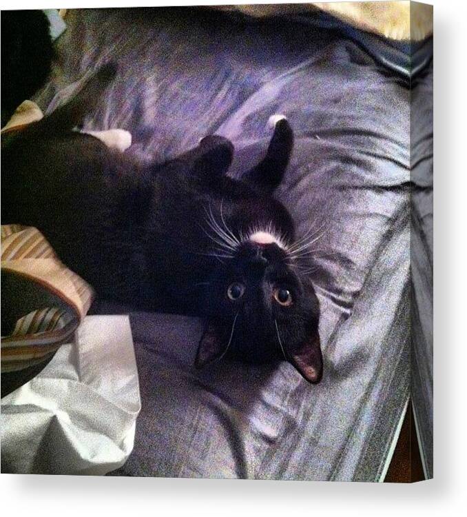 Petstagram Canvas Print featuring the photograph Max! That's My Side Of The Bed. #cat by Steven Griffin
