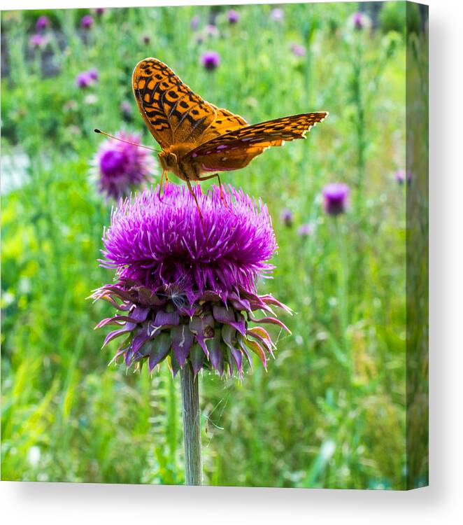 Nature Canvas Print featuring the photograph Meadow Fritillary Butterfly by Jens Larsen