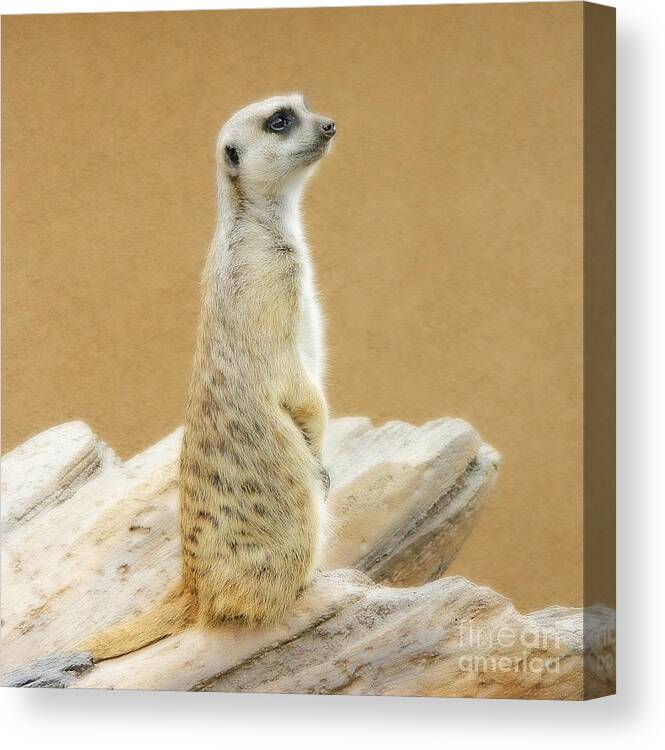 Meerkat Canvas Print featuring the photograph Meerkat 2 by Michelle Frizzell-Thompson