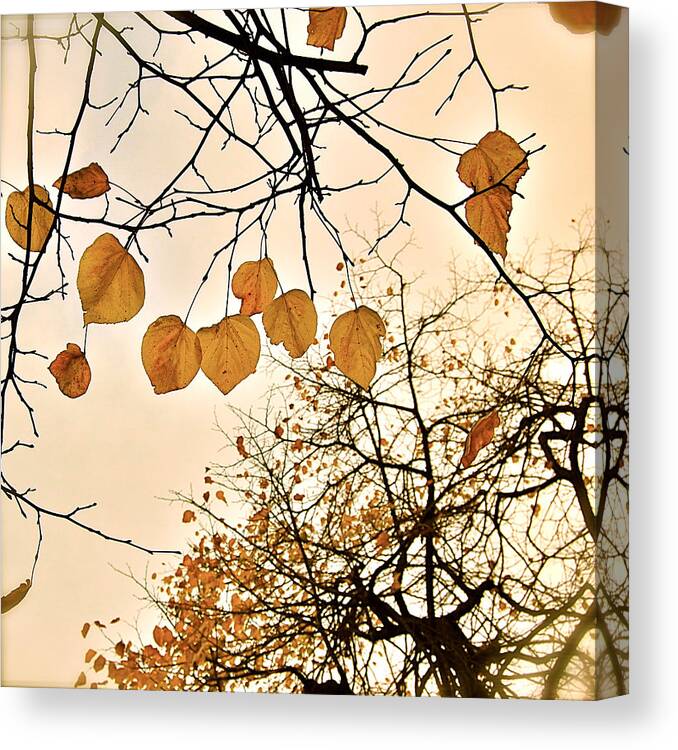 Autumn Canvas Print featuring the photograph Mellow Touch by HweeYen Ong