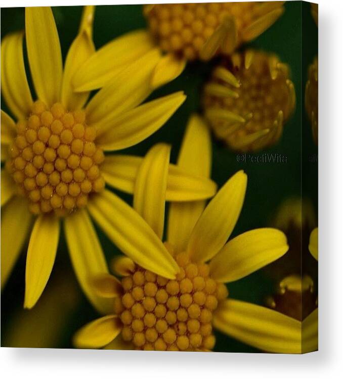 Canvas Print featuring the photograph Mellow Yellow 🌼 by Deb Maciver