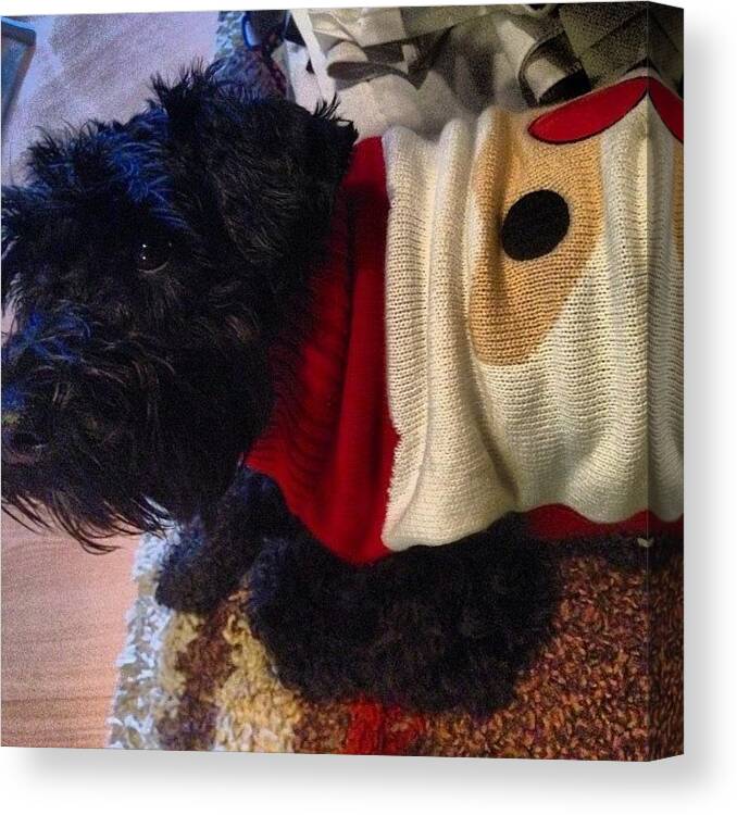 Schnauzer Canvas Print featuring the photograph Merry Christmas From Ozzie Woo! #ozzie by Laurena Pascoe