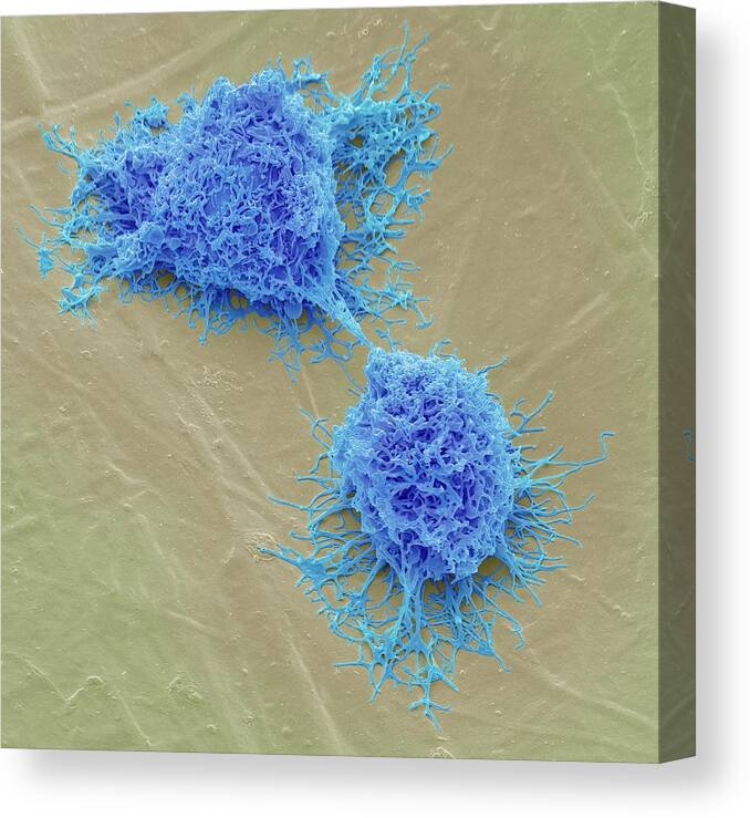 Biological Canvas Print featuring the photograph Mesenchymal Stem Cells by Steve Gschmeissner