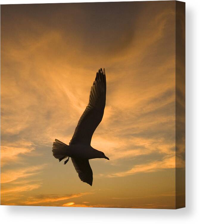 Feb0514 Canvas Print featuring the photograph Mew Gull At Sunset La Jolla California by Tom Vezo
