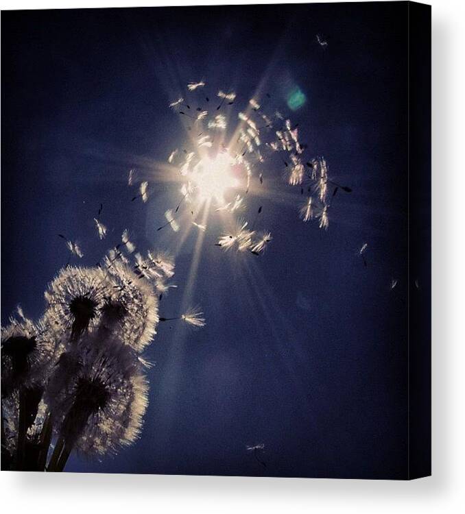 Art Canvas Print featuring the photograph #mgmarts #dandelion #wish #makeawish by Marianna Mills