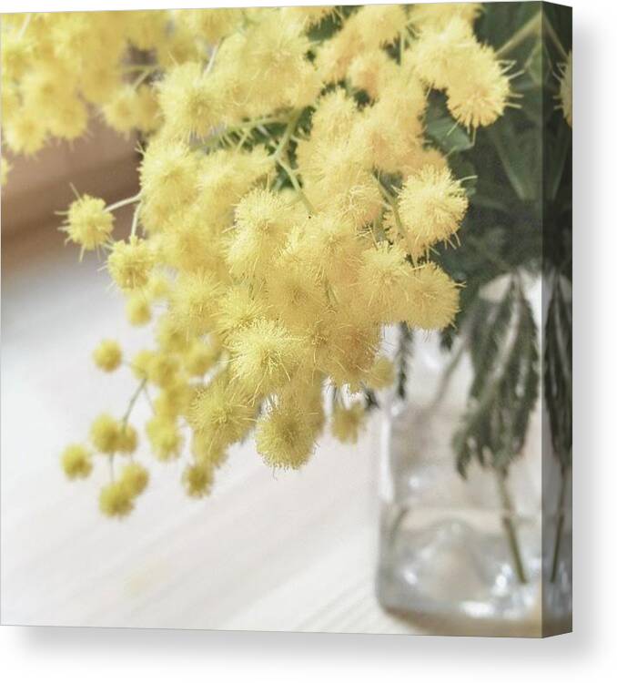 Beautiful Canvas Print featuring the photograph #mimosa #flowers #beautiful #yellow by Anna Laine