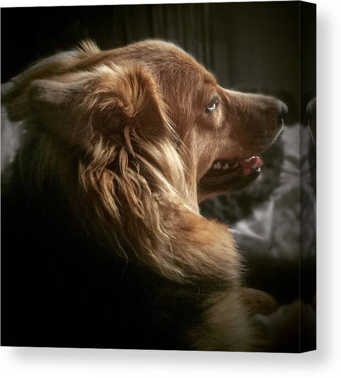 Instagramdogs Canvas Print featuring the photograph Miss Hannah #dog #hannah by Abbie Shores