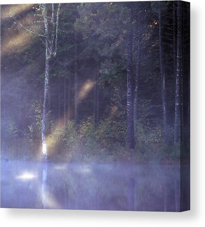 Nature Canvas Print featuring the photograph Misty Moody Morning by Laura Tucker