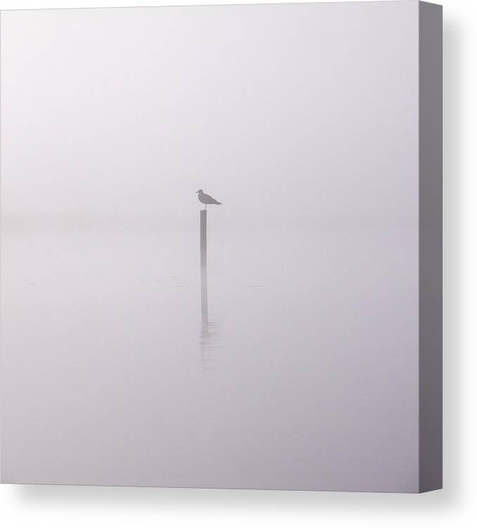 Finland Canvas Print featuring the photograph Misty morning on a lake. The lonely gull. by Jouko Lehto
