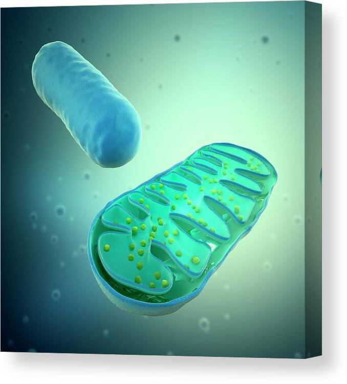 Physiology Canvas Print featuring the digital art Mitochondria, Artwork by Science Photo Library - Andrzej Wojcicki