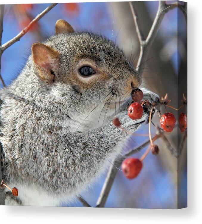 Squirrel Canvas Print featuring the photograph Mmmm ... by Doris Potter