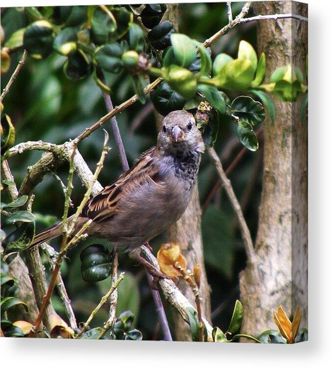 Sparrow Canvas Print featuring the photograph Monitoring Suggests A Severe Decline In by Miss Wilkinson