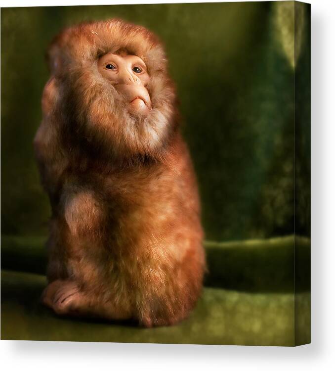 Monkey Canvas Print featuring the photograph Monkey by Diane Bradley