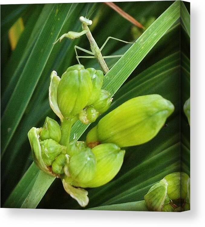  Canvas Print featuring the photograph More Baby Mantids by Christy Beckwith