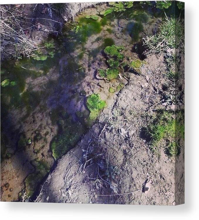  Canvas Print featuring the photograph More Of The Tidal Pool Off The Creek by Macy Cook