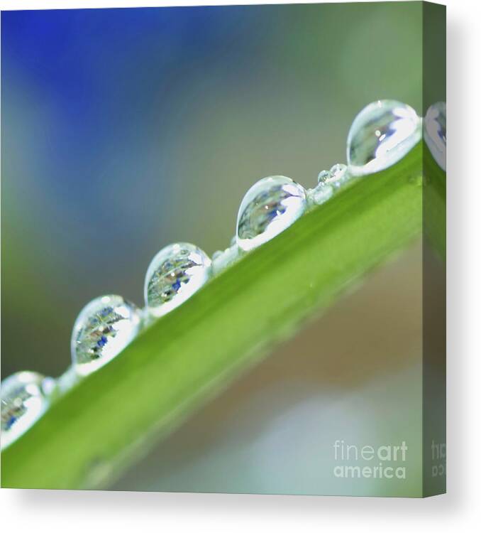 Drop Canvas Print featuring the photograph Morning dew drops by Heiko Koehrer-Wagner